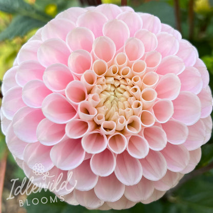 Wizard of Oz dahlia tuber, Wizard of Oz dahlia bulb, Wizard of Oz dahlia flower