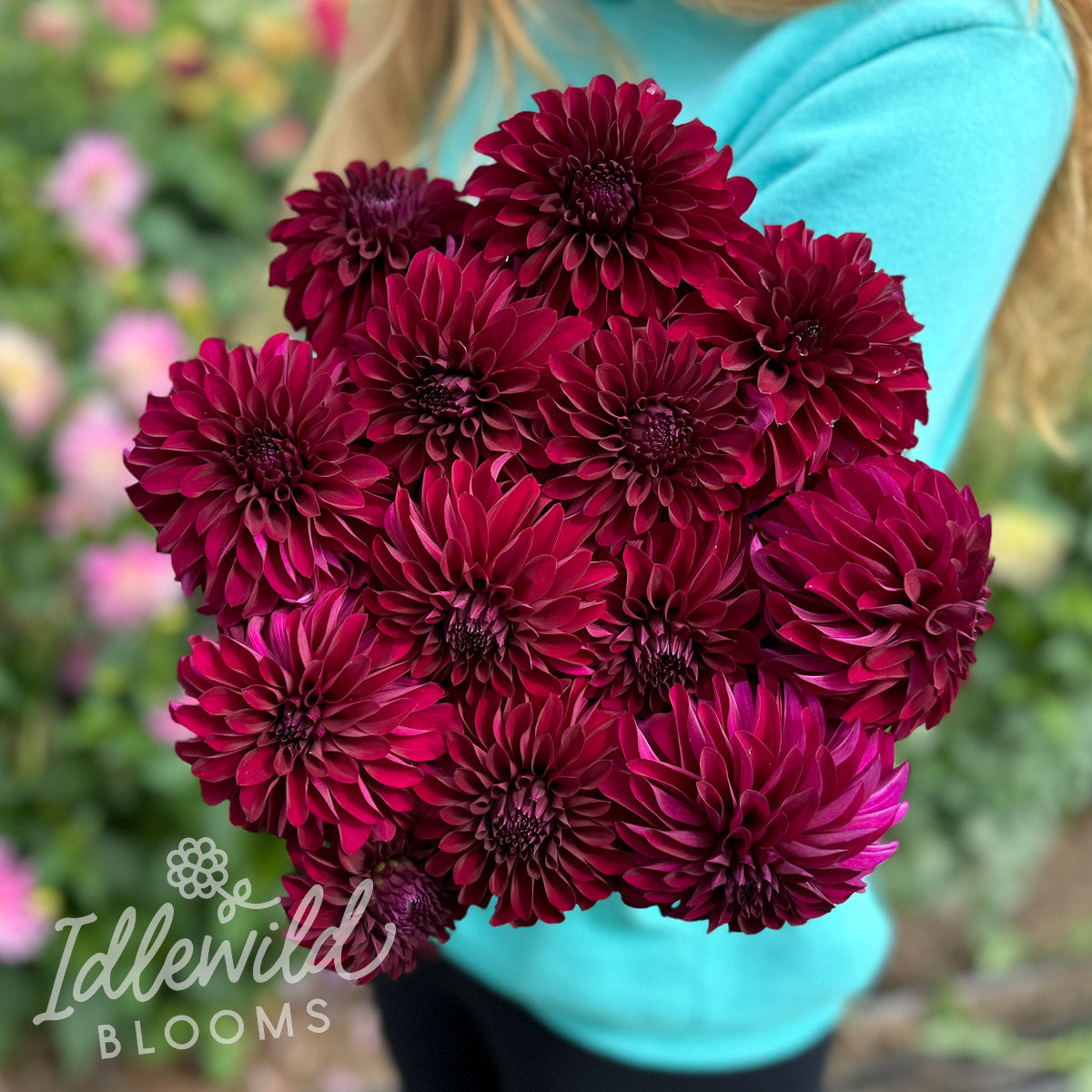 Woodland's Merinda dahlia tubers, Woodland's Merinda dahlia bulbs, Woodland's Merinda dahlia bouquet