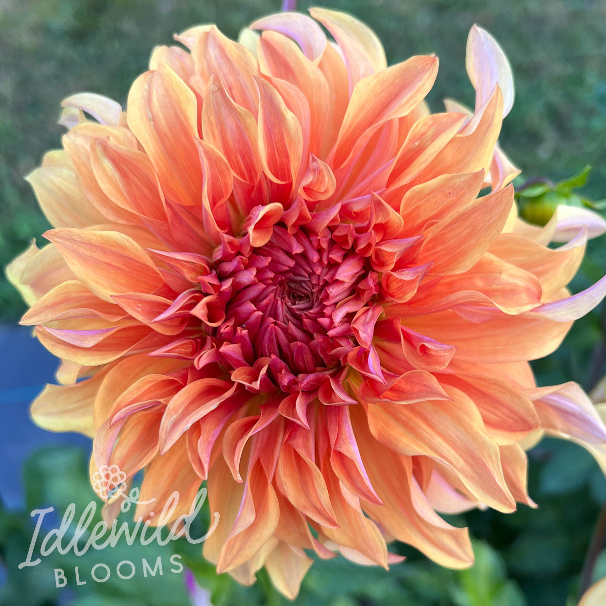 Wyn's Moonlight Sonata dahlia tuber, Wyn's Moonlight Sonata dahlia bulb, Wyn's Moonlight Sonata dahlia flower