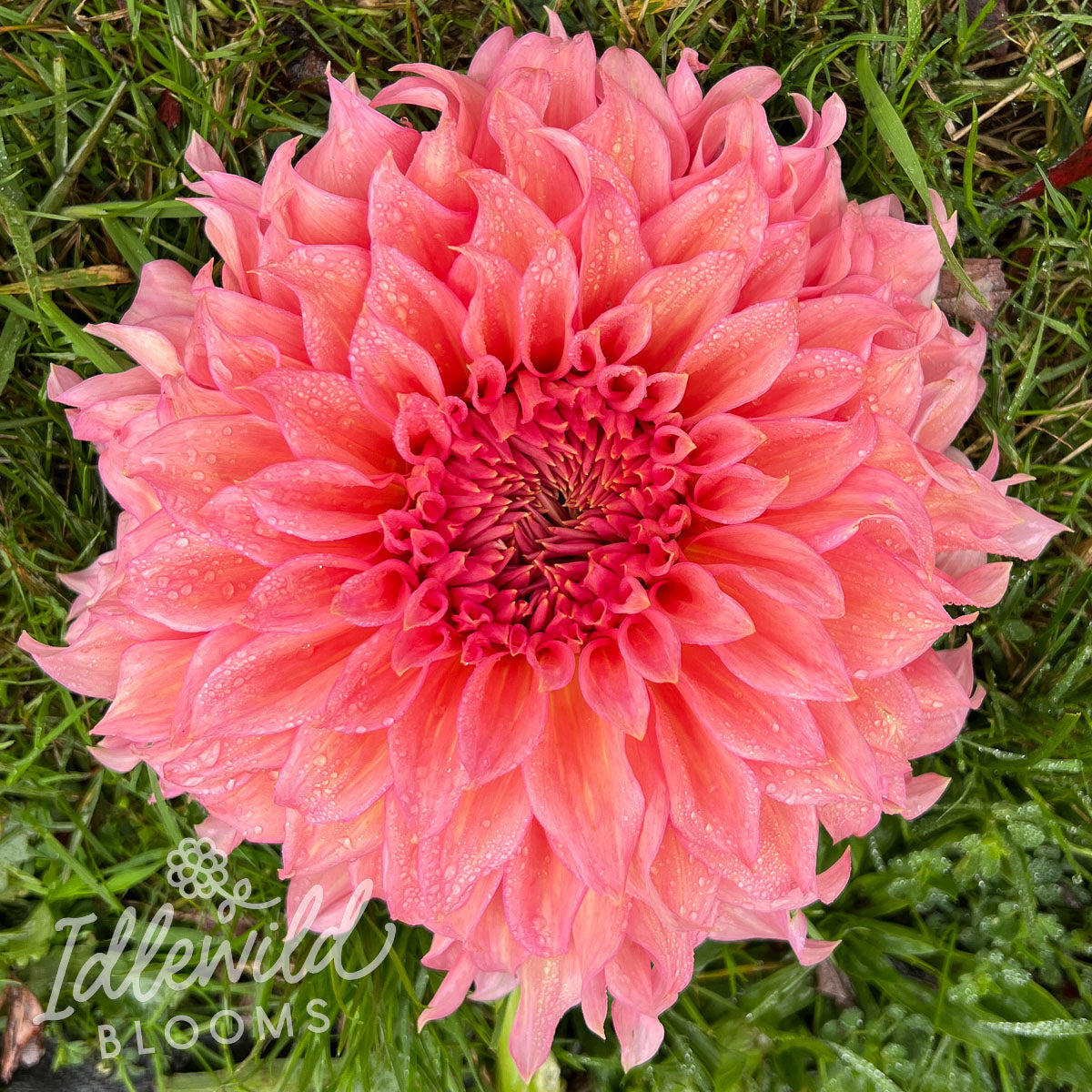 Wyn’s Pink Pearl dahlia tuber, Wyn’s Pink Pearl dahlia bulb, Wyn’s Pink Pearl dahlia flower