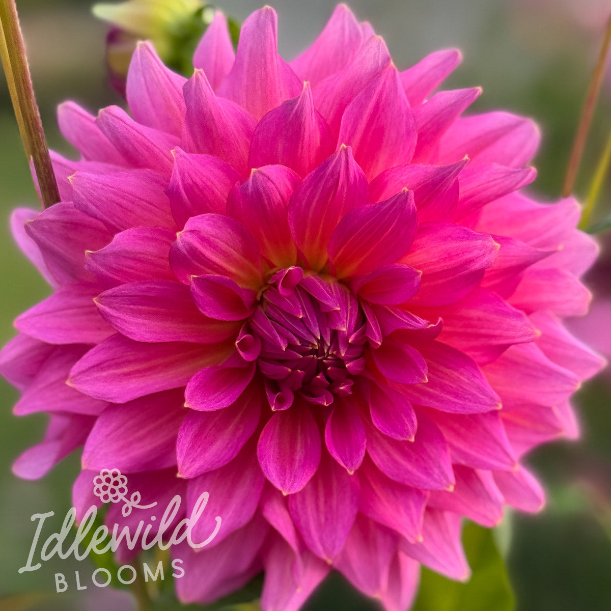 Wyoming Wedding dahlia tuber, Wyoming Wedding dahlia flower, Wyoming Wedding dahlia bulb