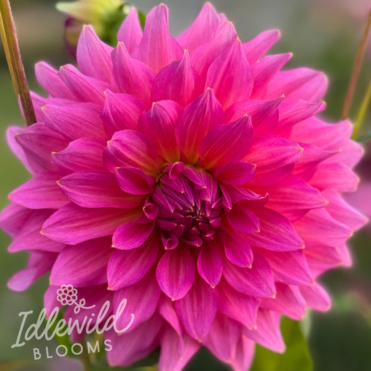 Wyoming Wedding dahlia tuber, Wyoming Wedding dahlia flower, Wyoming Wedding dahlia bulb