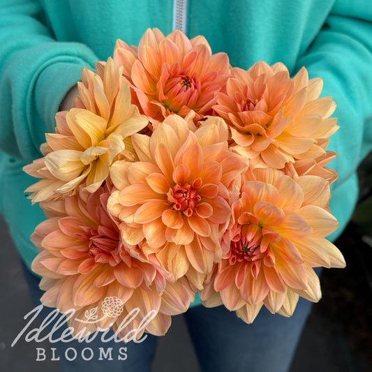 Yvonne dahlia tubers. This pink, waterlily, over 2" dahlia was introduced by Cor Geerlings in 1991. 