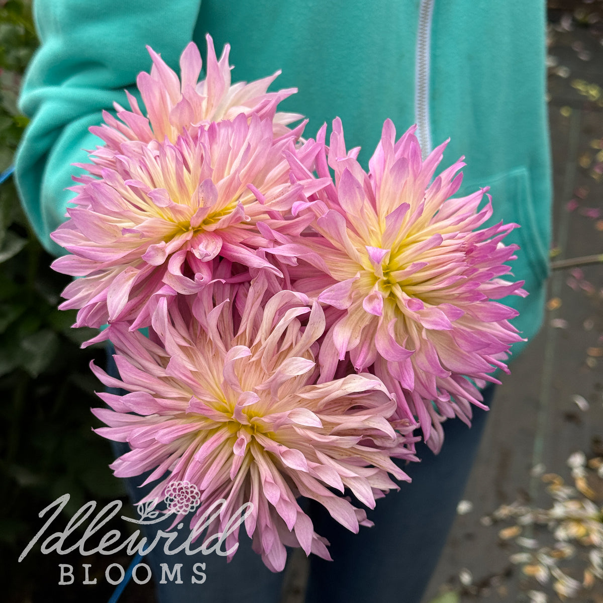 Zwink dahlia tubers. This light blend, novelty fully double, over 2" dahlia was introduced by Eugene Kenyon in 2023. 