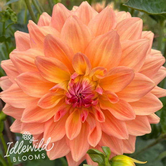 ace summer sunset dahlia tuber, ace summer sunset dahlia flower