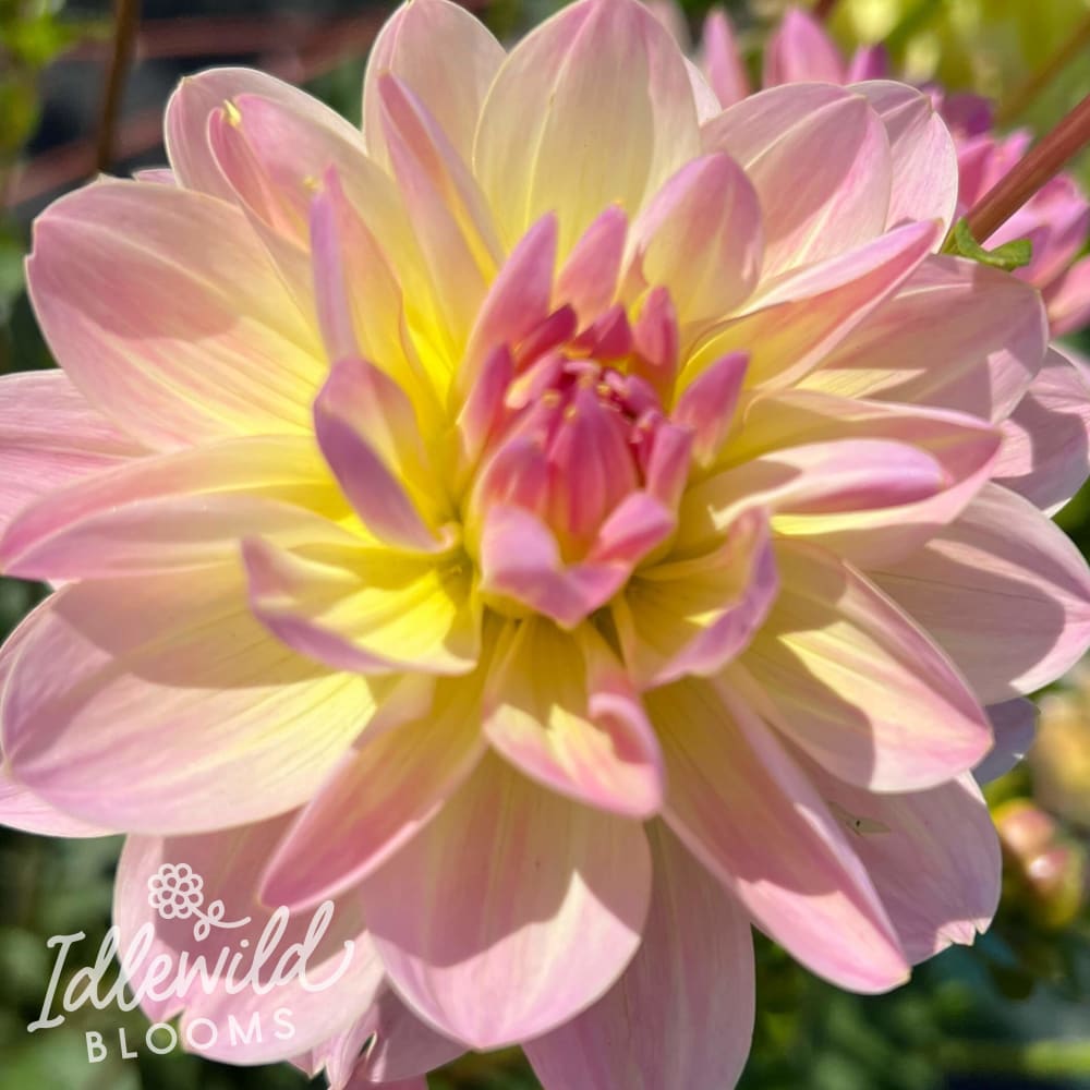 bliss dahlia tuber, bliss dahlia flower