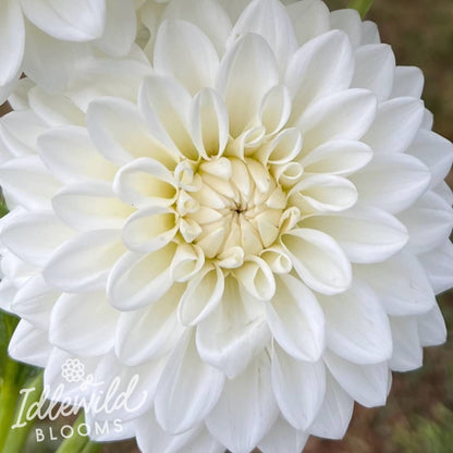 blizzard dahlia tuber, blizzard dahlia flower