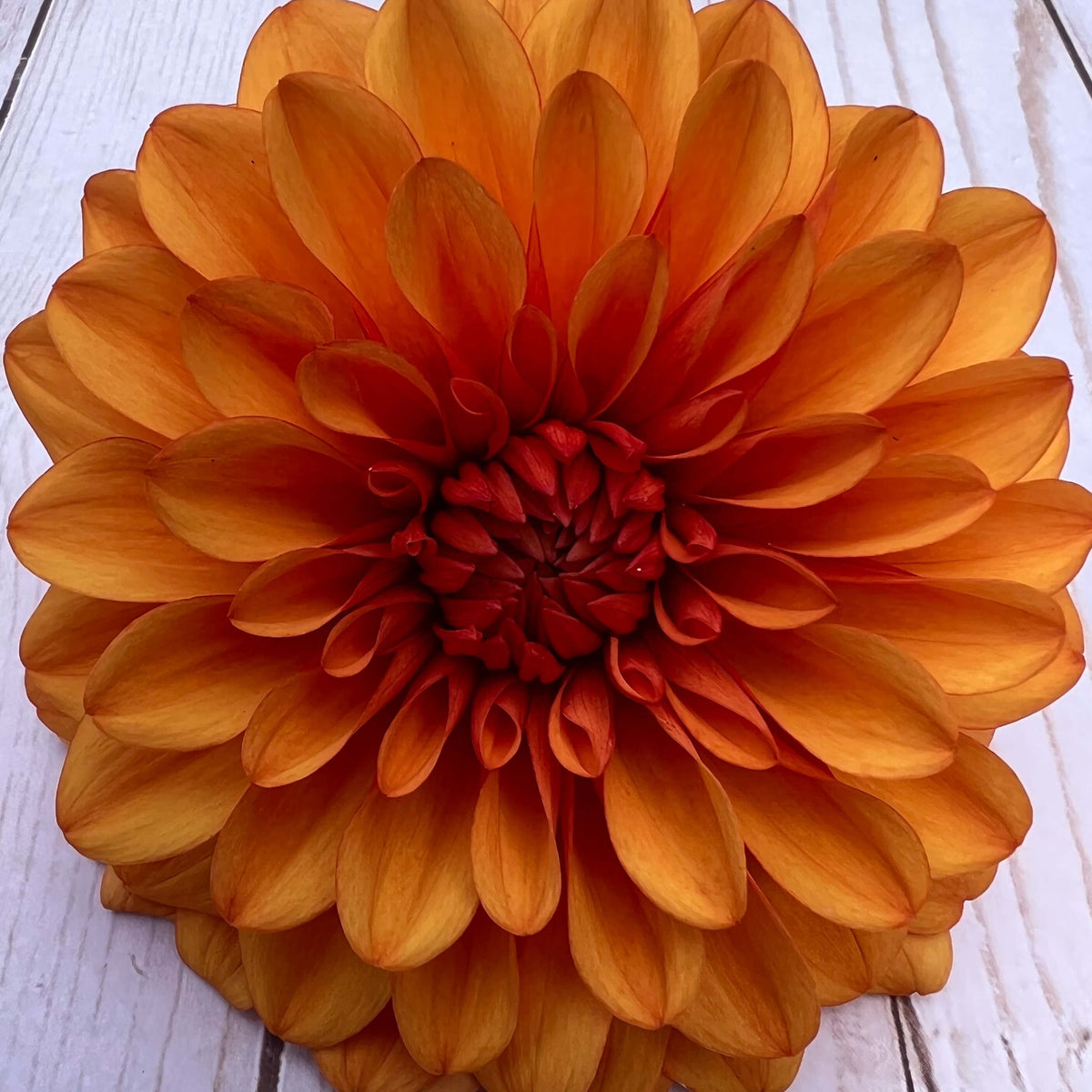 David Howard Dahlia | David Howard Tuber | David Howard Flower Photo ...