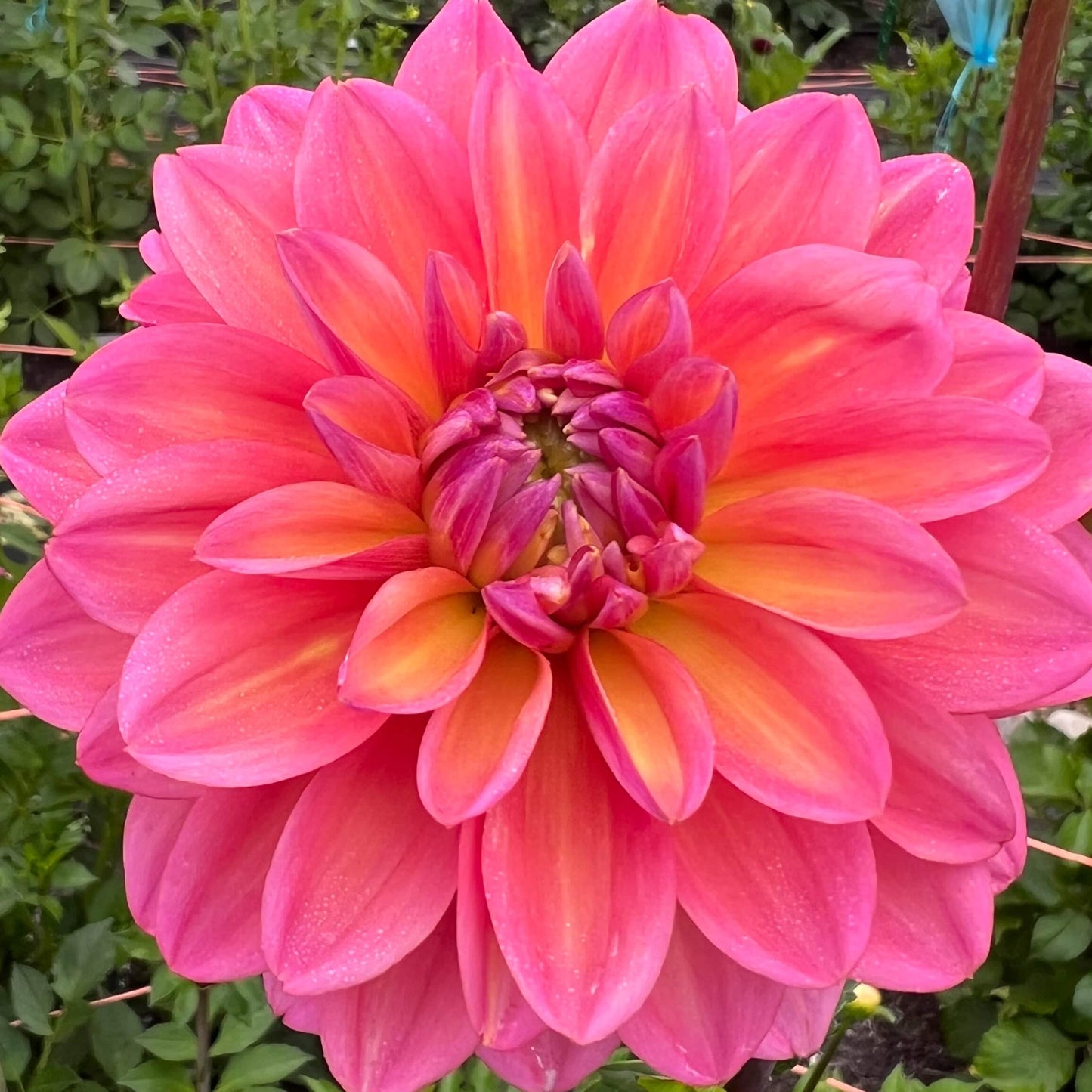 great silence dahlia tuber, great silence dahlia flower