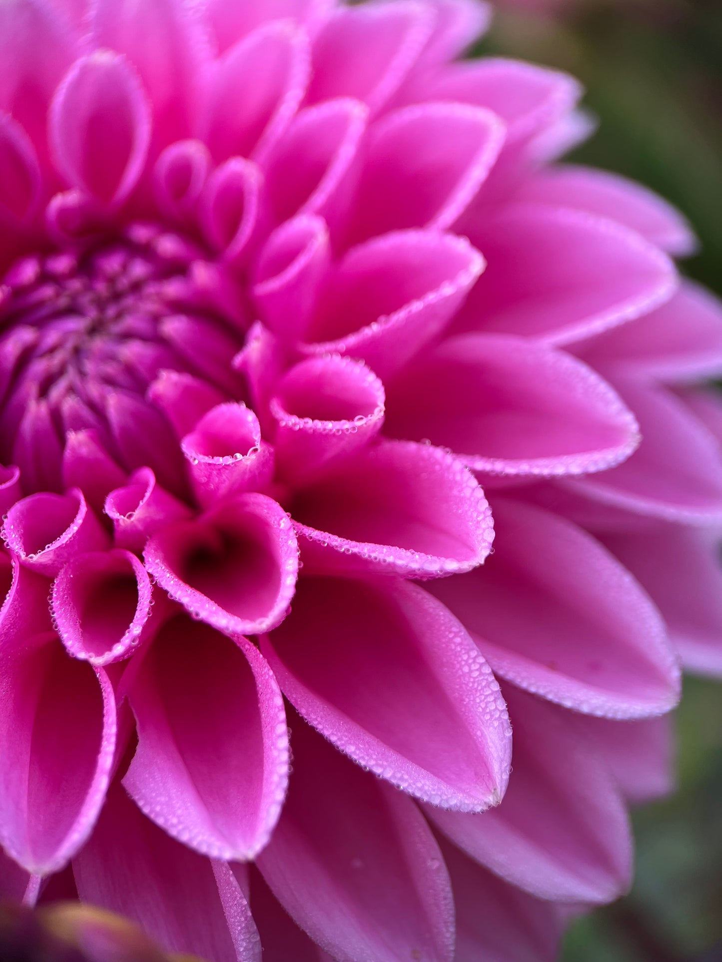 Sandra Dahlia Tuber | Pink Sylvia Flower Photo & Information