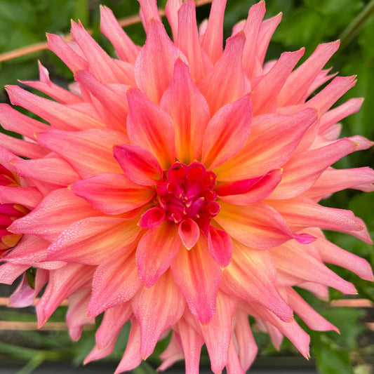 just peachy dahlia tuber, just peachy dahlia bulb, just peachy dahlia flower