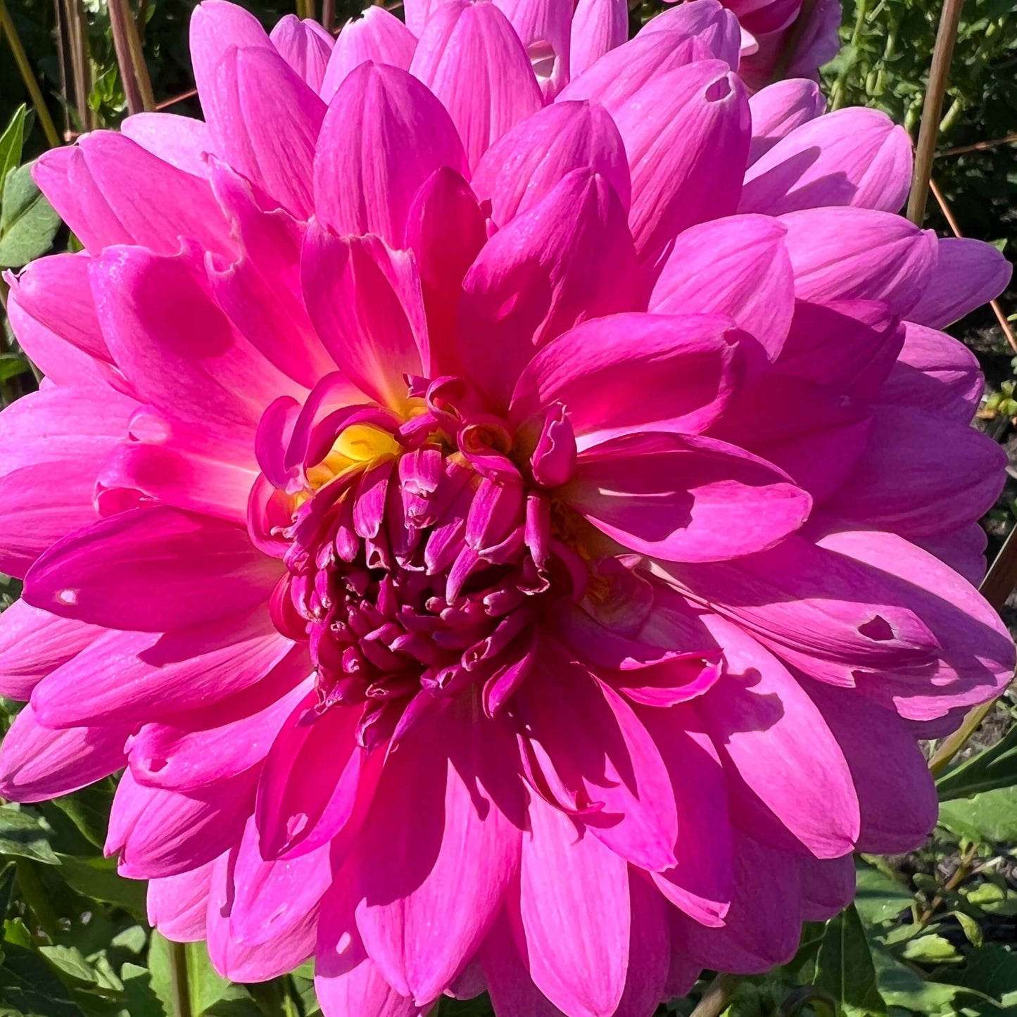 rosella dahlia tuber, rosella dahlia bulb, rosella dahlia flower