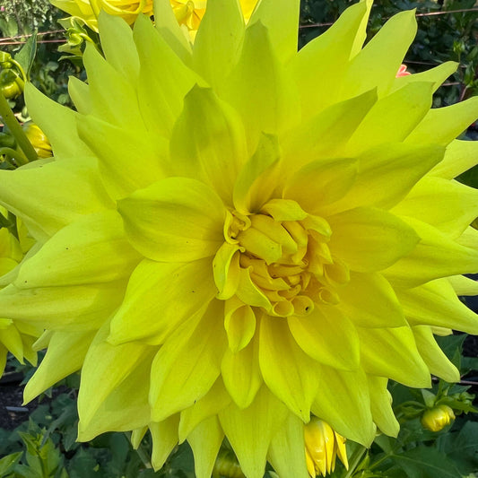 ryecroft magnum dahlia tuber, ryecroft magnum dahlia bulb, ryecroft magnum dahlia flower