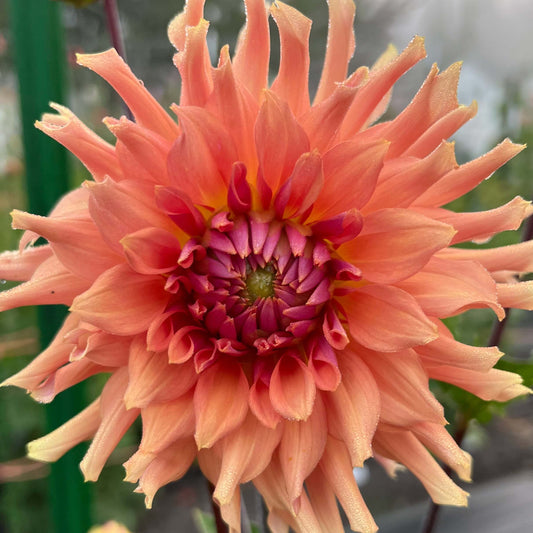 terracotta dahlia flower, terracotta dahlia tuber, terracotta dahlia bulb