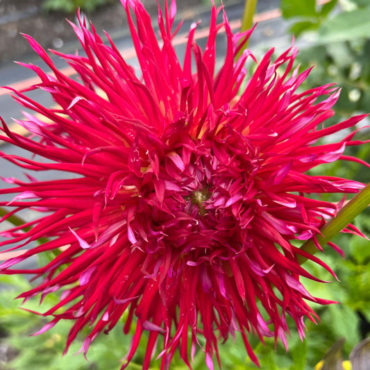 urchin dahlia tuber, urchin dahlia flower, urchin dahlia bulb