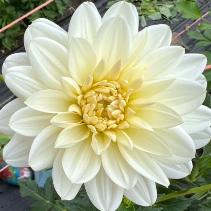 white onesta dahlia tuber, white onesta dahlia bulb, white onesta dahlia flower